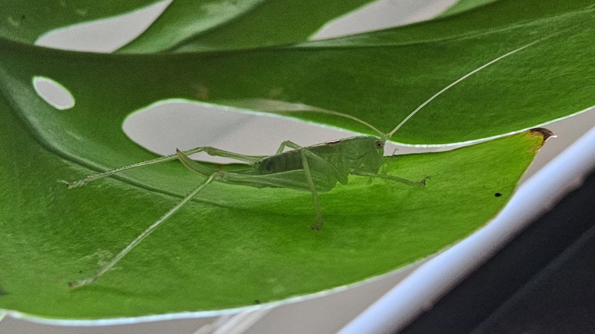 A visit from the Southern Oak Bush Cricket