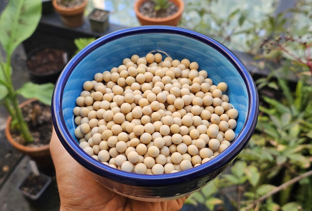 Soy beans, healthier than you think